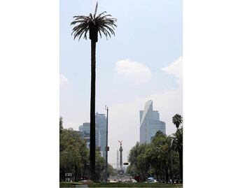 Hongo acaba con la palmera de Reforma
