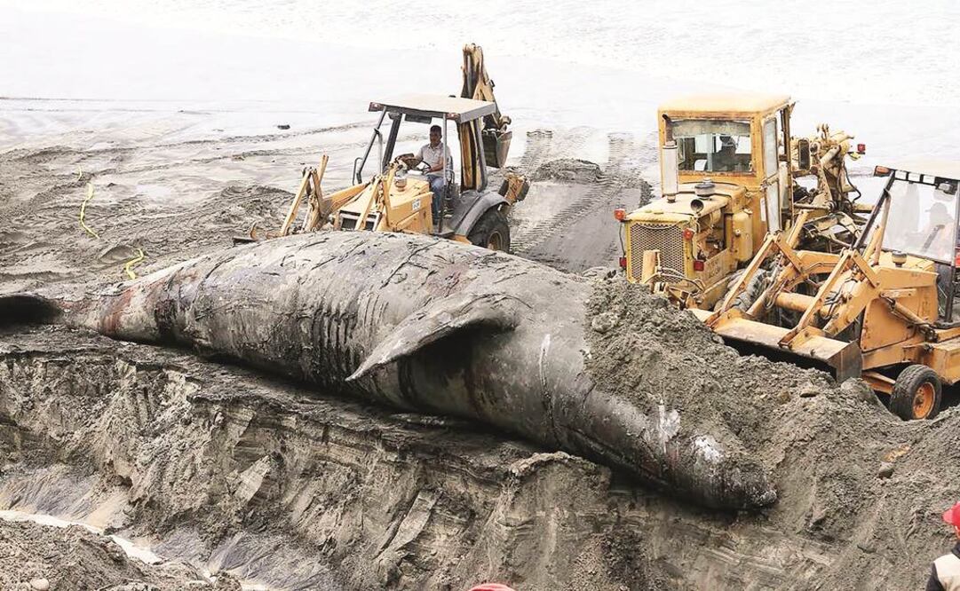  El cierre precautorio de la playa es para prevenir los posibles riesgos a la salud de la población que representa la descomposición del cetáceo