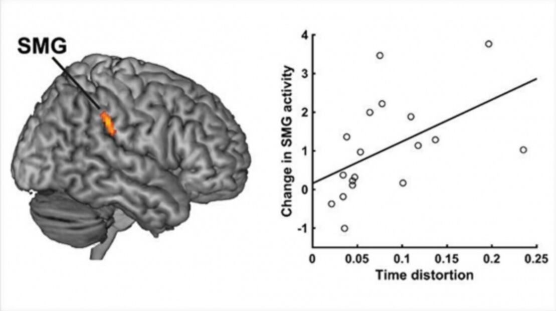 Ante felicidad o desagrado, neuronas modifican percepción del tiempo