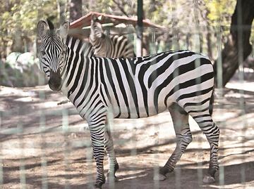 Zoológico cocinó a 4 cabras para su fiesta