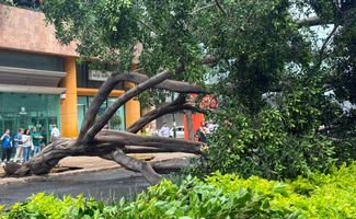 Cae árbol de 20 metros sobre varios autos estacionados en calles de la alcaldía Cuauhtémoc; tres personas presentan crisis nerviosa