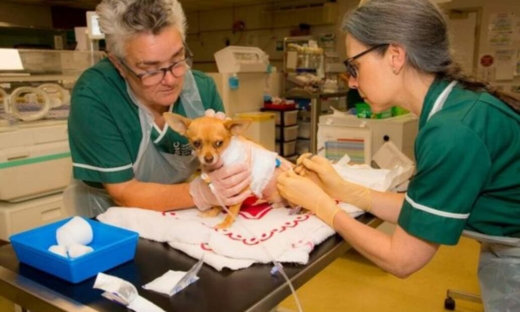 Vende su coche para salvar la vida de su perro