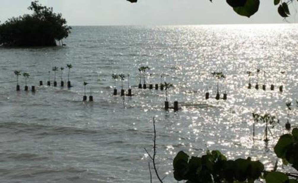 Desarrollan tecnología para sembrar mangle en Q. Roo