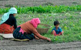 Gobierno federal invierte 17 mdp para productores de Zacatecas; busca soberanía alimentaria y una vida digna