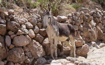 Rescatan a burrito que colapsó durante cabalgata en Feria de Jerez, Zacatecas; exigen sanciones para responsables