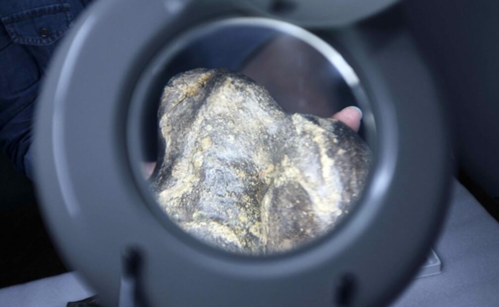 Fósil de una bestia: Científicos, tras secretos del perezoso gigante prehistórico