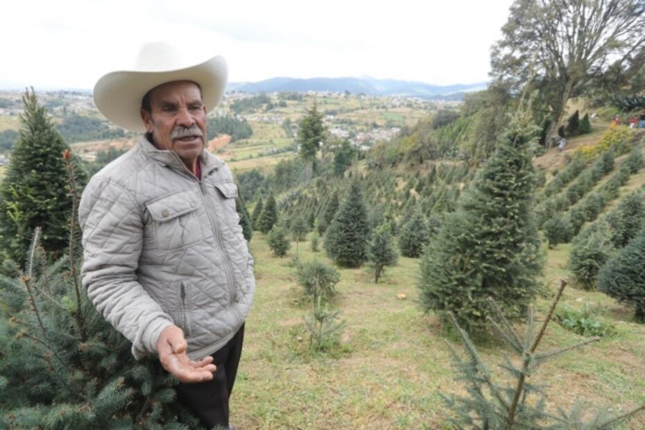 Arranca venta de árboles de Navidad en Xonacatlán, Edomex