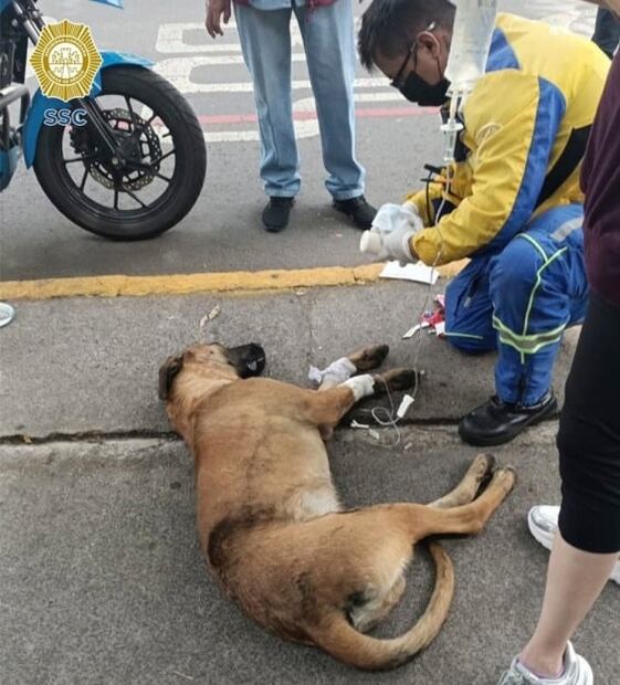 Paramédico brinda primeros auxilios a lomito atropellado en la GAM
