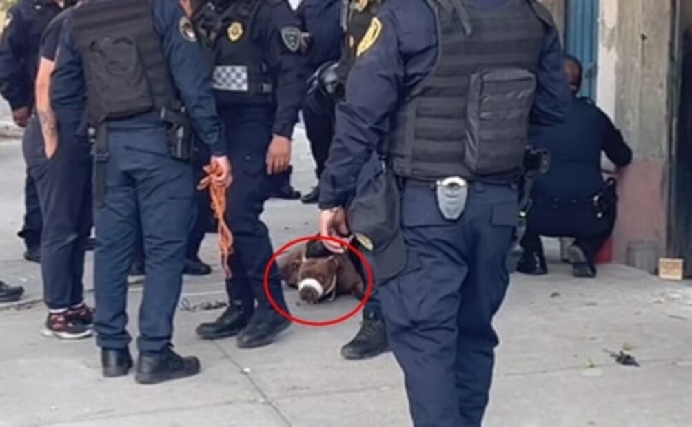 ¿En qué casos se considera maltrato animal y cómo denunciarlo en CDMX?