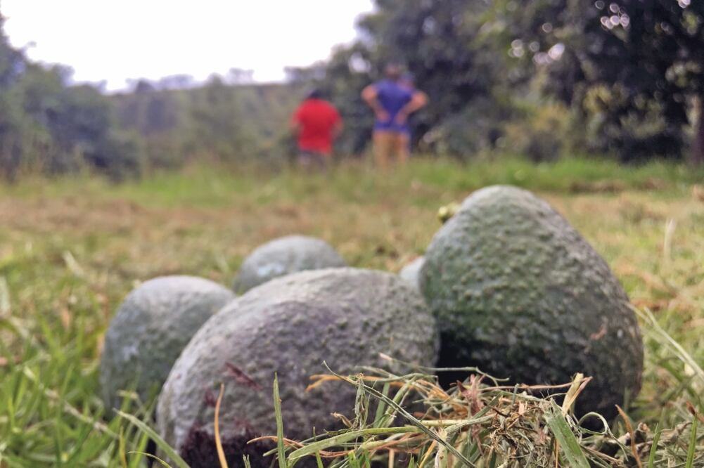 Los aguacateros dicen que la huelga será hasta que las autoridades acaben con la corrupción que permite el ingreso de la fruta de otros estados a Michoacán. (CARLOS ARRIETA. EL UNIVERSAL)
