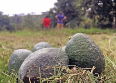 Aguacateros de Michoacán inician paro en 70% de las huertas