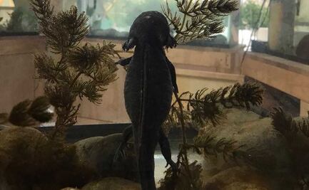 Día del Ajolote: ¿es legal su compra y venta en México?