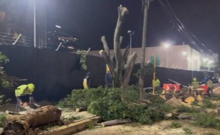 Vecinos se oponen a tala de árboles en Miguel Hidalgo por construcción de embajada de EU