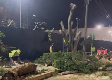 Vecinos se oponen a tala de árboles en Miguel Hidalgo por construcción de embajada de EU