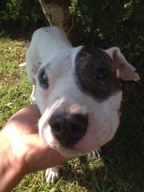 Buscan hogar para los perros rescatados de Iztacalco