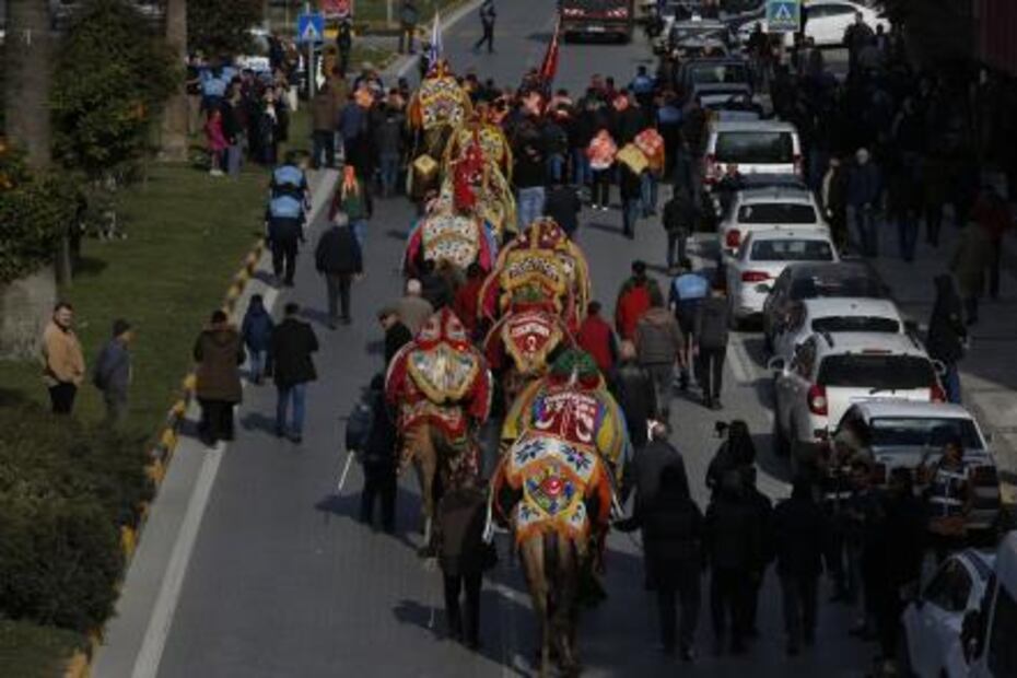 La tradición centenaria de las peleas de camellos