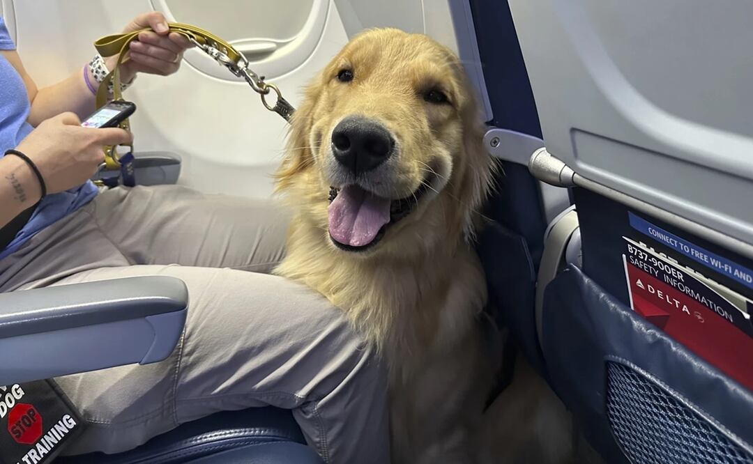 Cachorros entrenados para ser asistentes se ganan las alas en un aeropuerto cerca de Detroit. Foto: AP