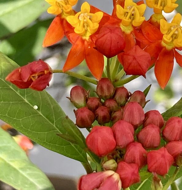 3.	Huevecillo de mariposa monarca sobre hoja del algodoncillo. (©mar Vidal)