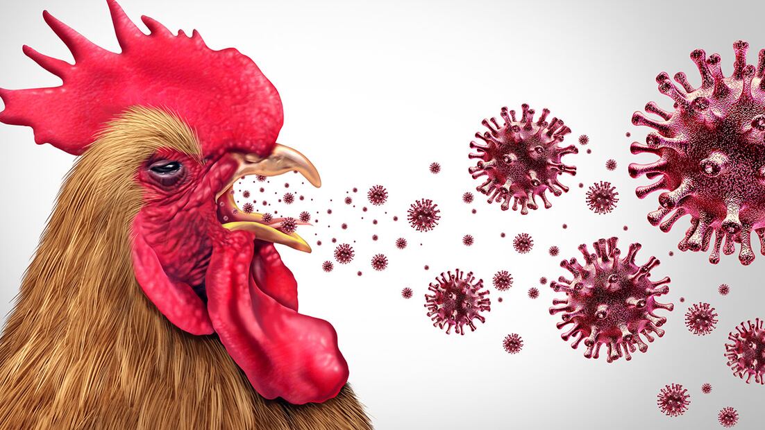 La aparición de enfermedades infecciosas patógenas en los últimos veinte años y los brotes de enfermedades zoonóticas alertan. La gripe aviar H5N1 está ganando oportunidades para volverse hábil y propagarse entre las personas.