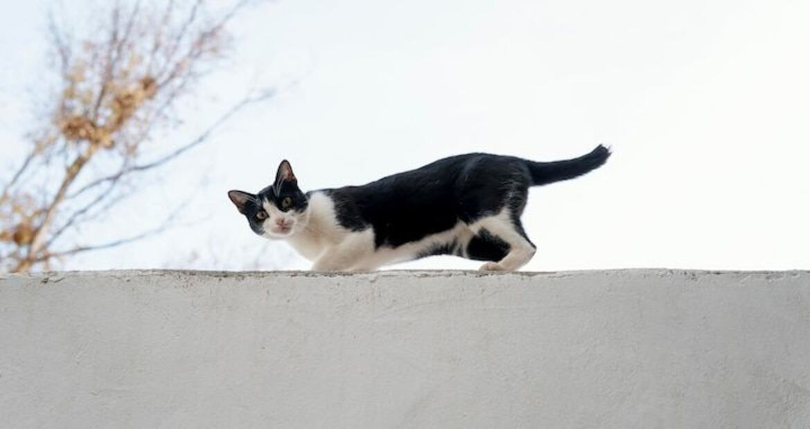 La clave de porque los gatos caen de pie. Fuente: Freepik.