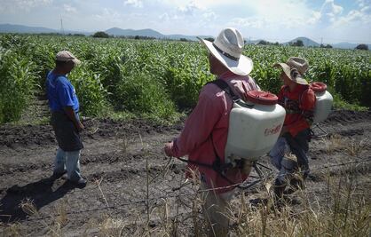 Diputados se suman a petición ante Ejecutivo Federal sobre extender uso de glifosato