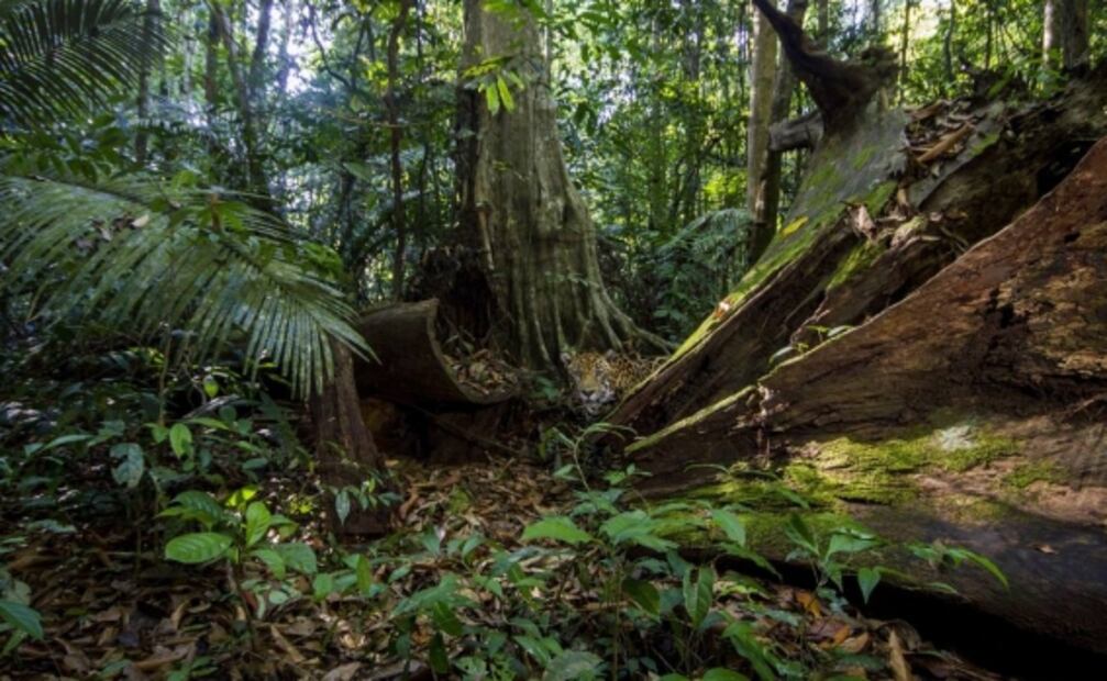 Capturan imágenes en alta resolución de jaguares cerca del Amazonas