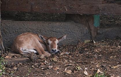 Nace Antílope Orix de cuernos de cimitarra en Morelia