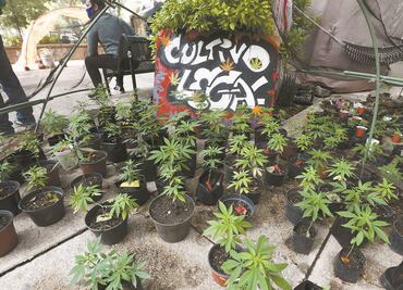 López-Gatell podría impulsar uso medicinal de marihuana