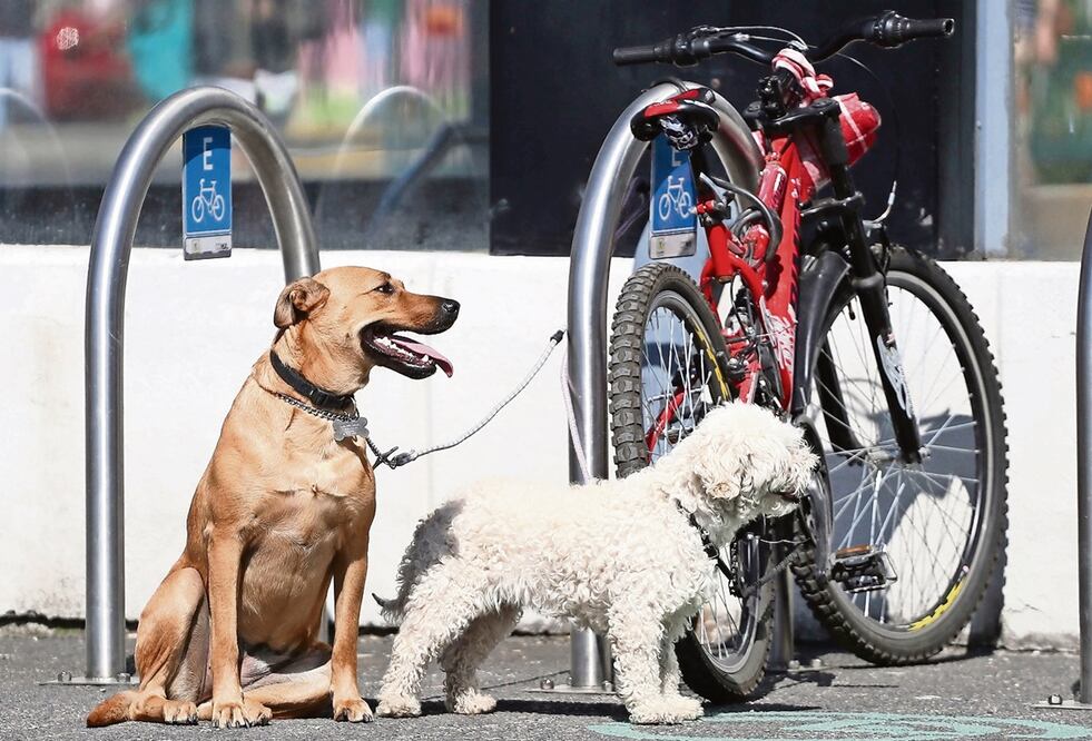 Foto: El Universal / Berenice Fregoso, archivo 