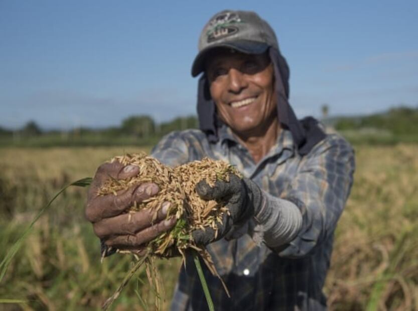 Arroz de Morelos, el orgullo de un estado