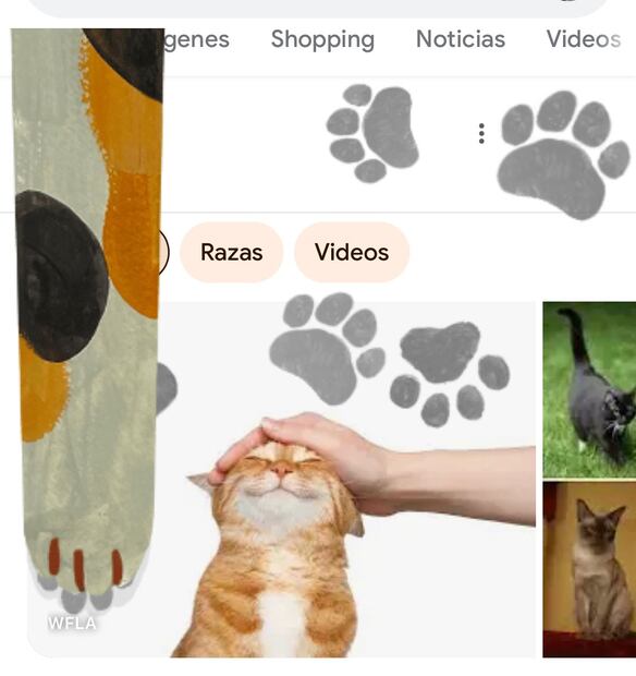 Este efecto estará disponible durante el 8 de agosto, Día Internacional del Gato. Foto: Google