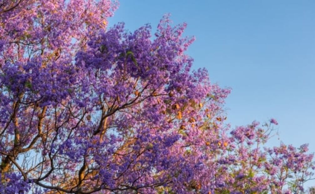 ¿Amas las jacarandas? Este mapa te dice dónde verlas en CDMX