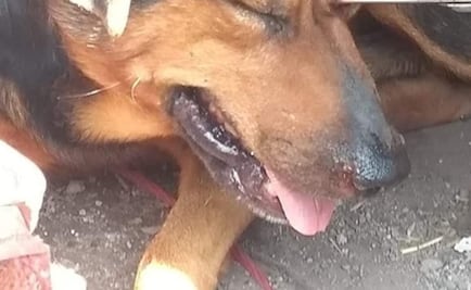 Le clavan tijeras en el ojo a “Chincolo”, un perro callejero del Edomex