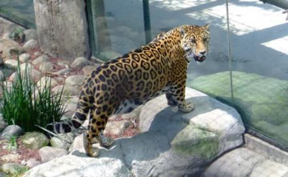 Fauna endémica de México está de fiesta