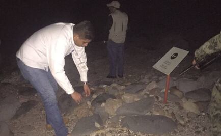 Reubican más de mil huevos de tortuga en Sinaloa