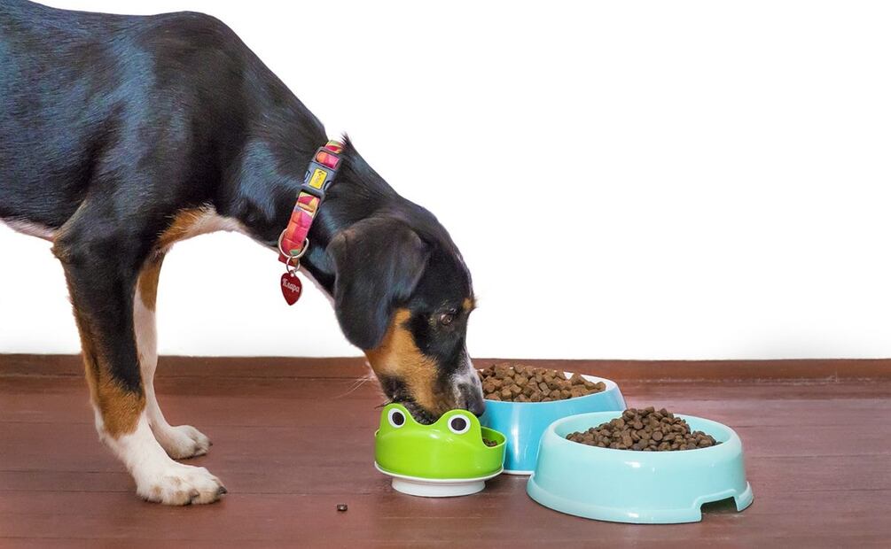 Croquetas de perro. / Foto: Pixabay.