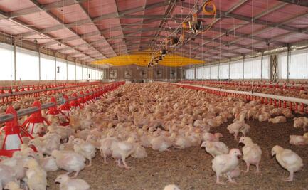 Productores exigen blindar la producción avícola en Yucatán; solicitan mejores condiciones de sanidad 