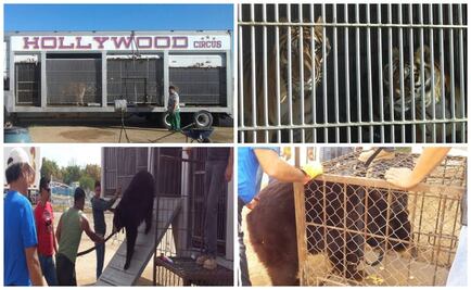Aseguran 5 tigres y 2 osos a circo en Culiacán