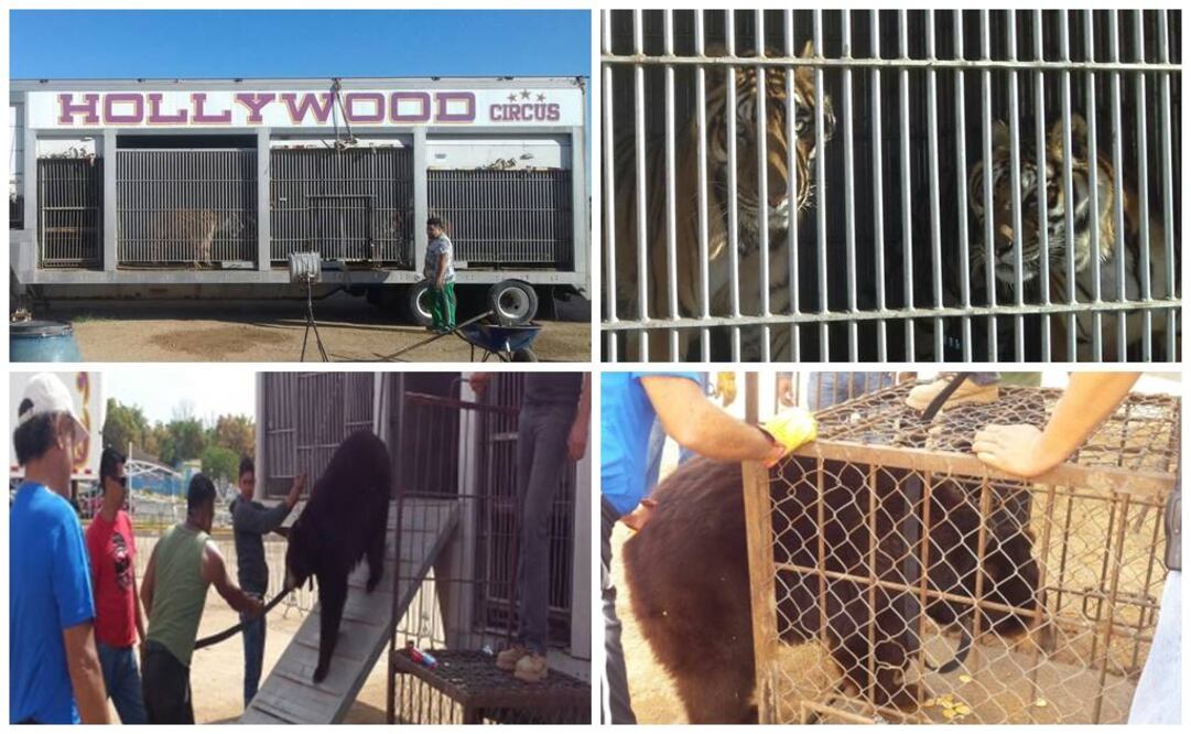 Los animales presentaban evidentes condiciones de estrés por el hacinamiento (Foto: Profepa)