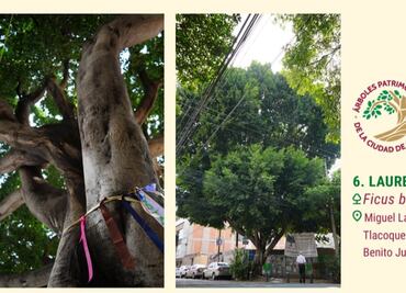 “Laureano” será declarado “árbol patrimonial” de la CDMX; inmobiliaria pretendía talarlo