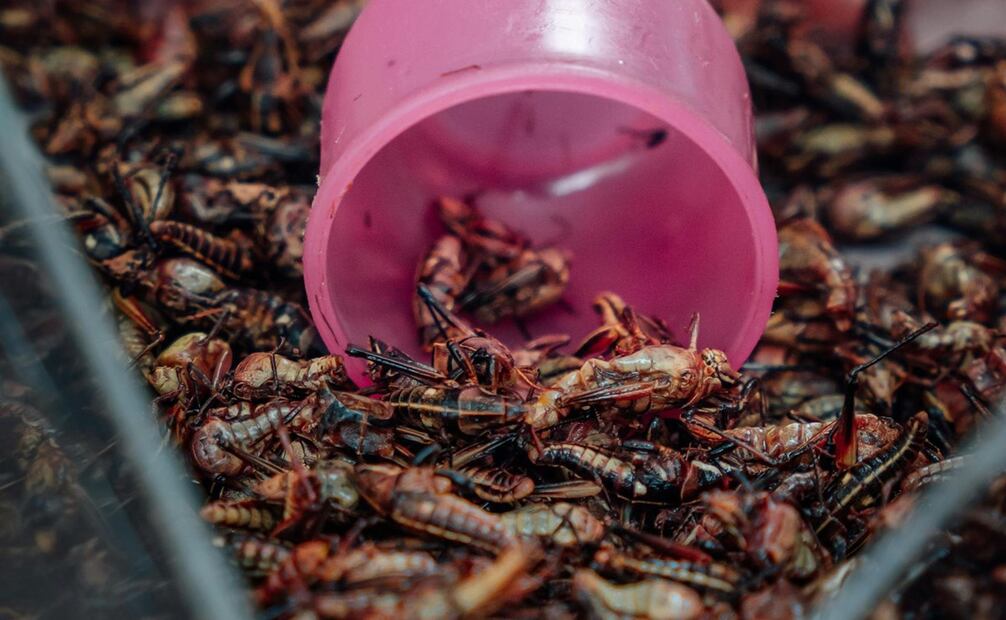 Los chapulines son ricos en zinc, calcio, magnesio y antioxidantes naturales. Foto: Pexels