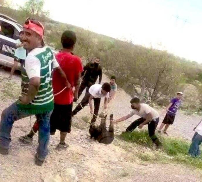 Suspenden a cinco policías por no impedir tortura y matanza de osezno en Coahuila  
