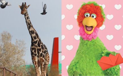 Abelardo de "Plaza Sésamo" anuncia encuentro con jirafa Benito en vacaciones de verano