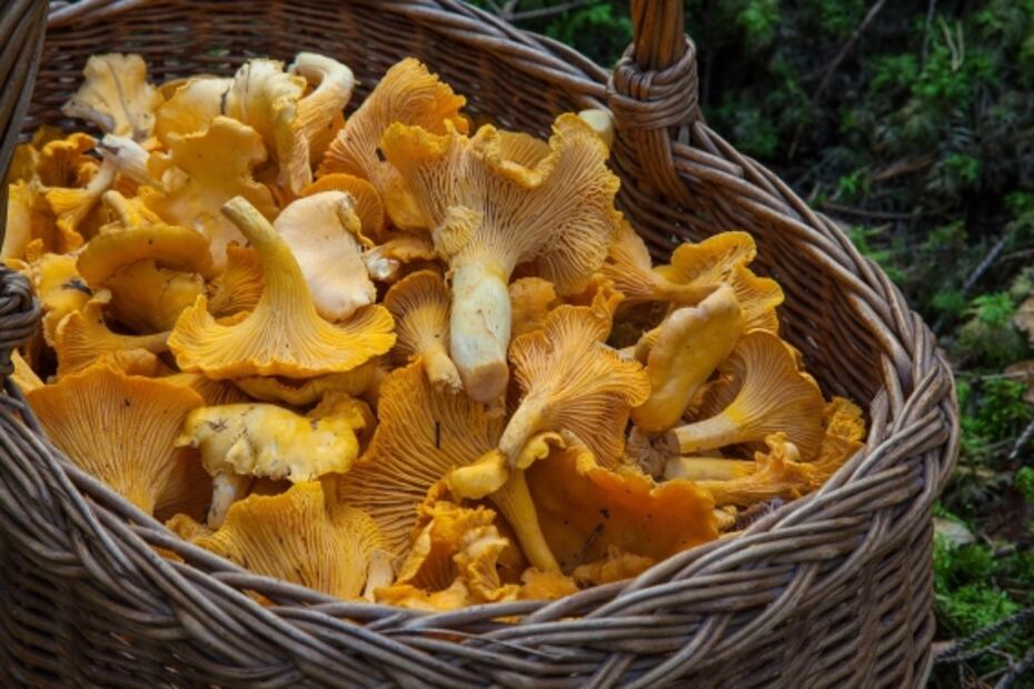 Hongos comestibles, un manjar de temporada
