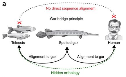 Secuencian el genoma de un "fósil viviente" útil para enfermedades humanas