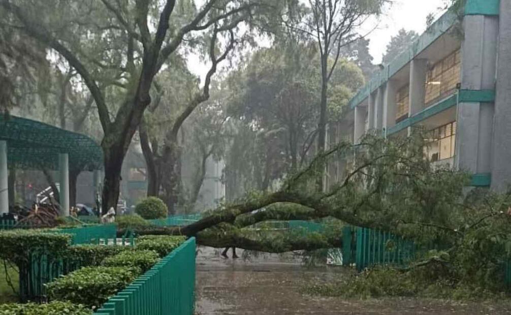 Caída de árbol en Colegio de Bachilleres 1 El Rosario / Foto: Especial