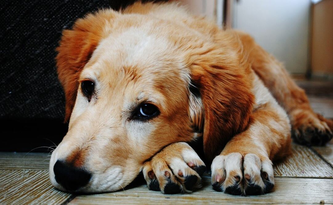 La pirotecnia emite sonidos más fuertes que los disparos o el ruido de los aviones. Foto: Pixabay