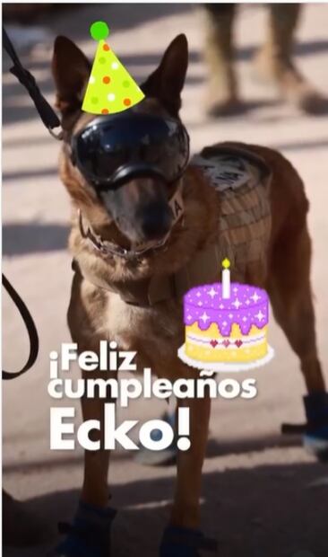 ¡De manteles largos! "Ecko", perro rescatista en Turquía, cumple años