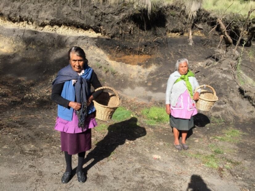 Así se recolectan los hongos en Amecameca
