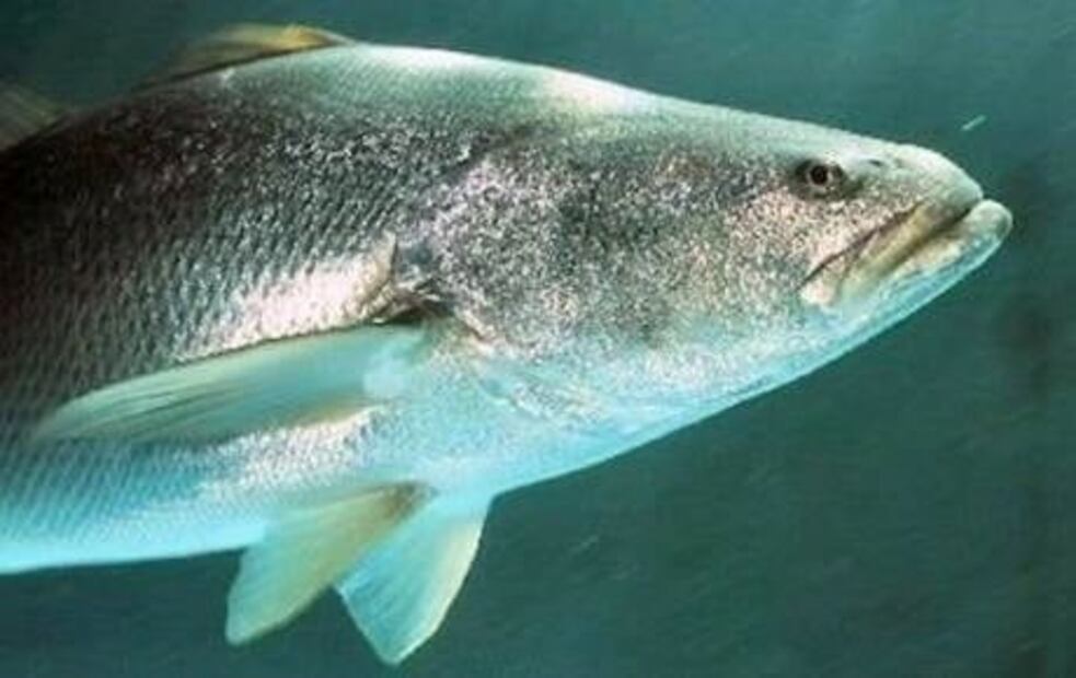 Las 5 especies que más trafican ilegalmente de nuestros mares